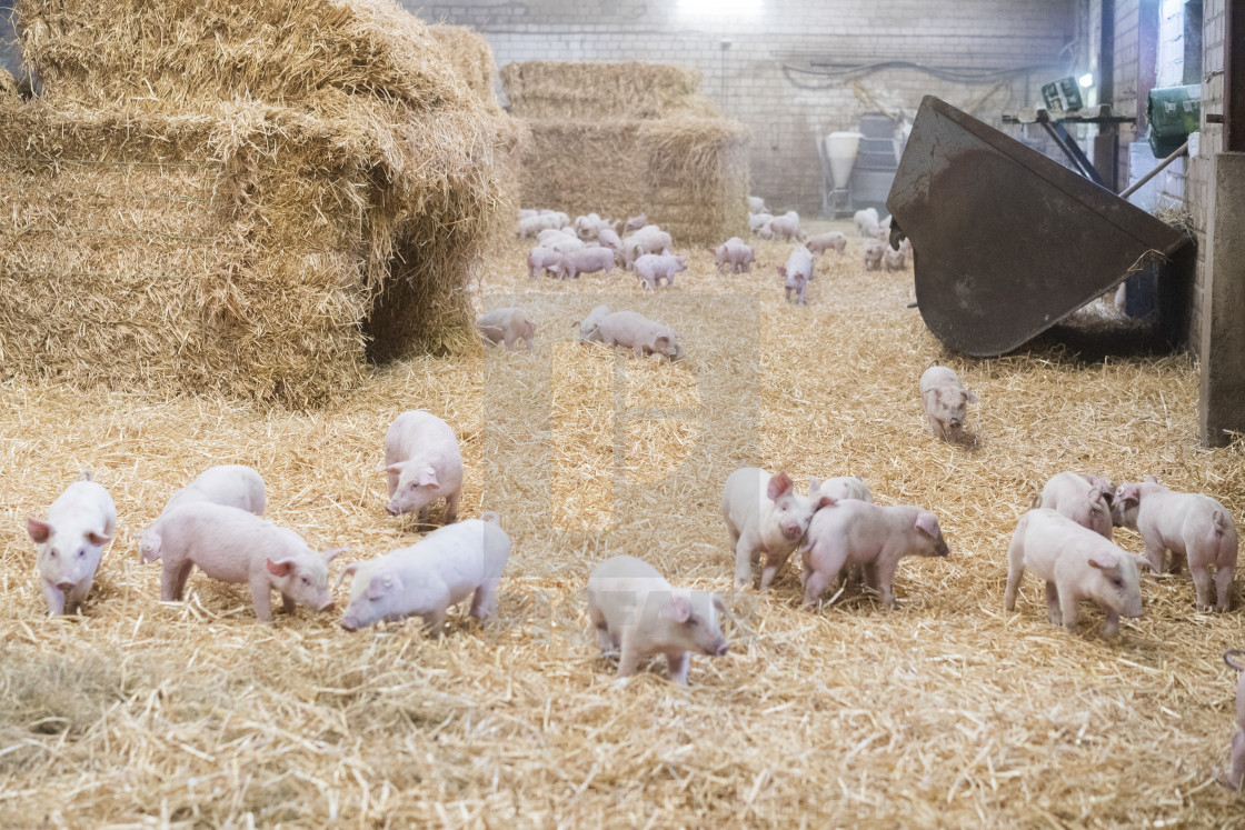 "Active Pig Stable" stock image