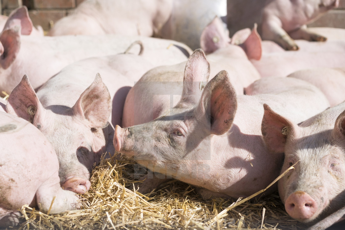 "Active Pig Stable" stock image