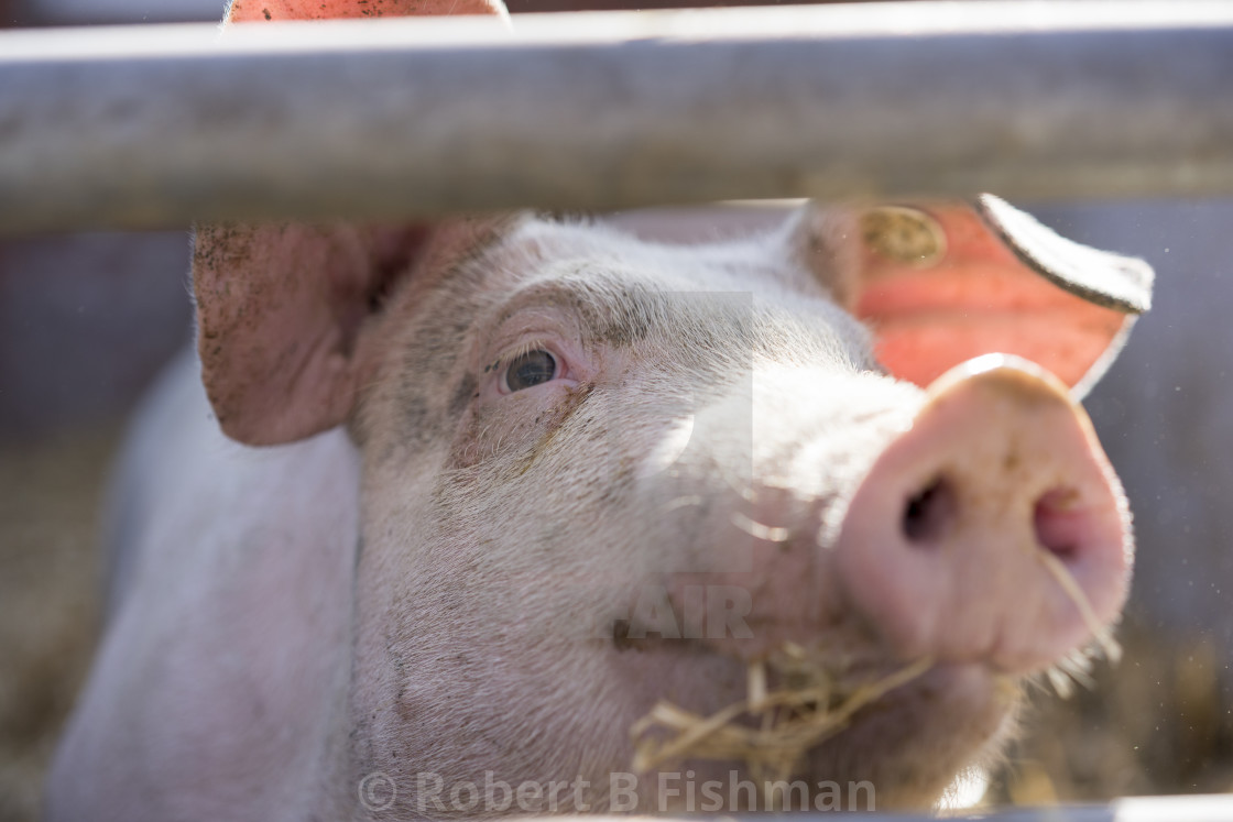"Active Pig Stable" stock image