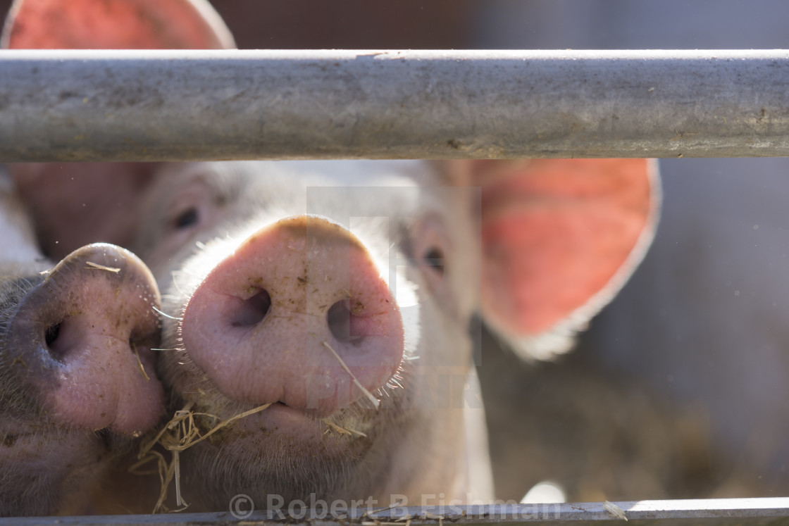 "Active Pig Stable" stock image