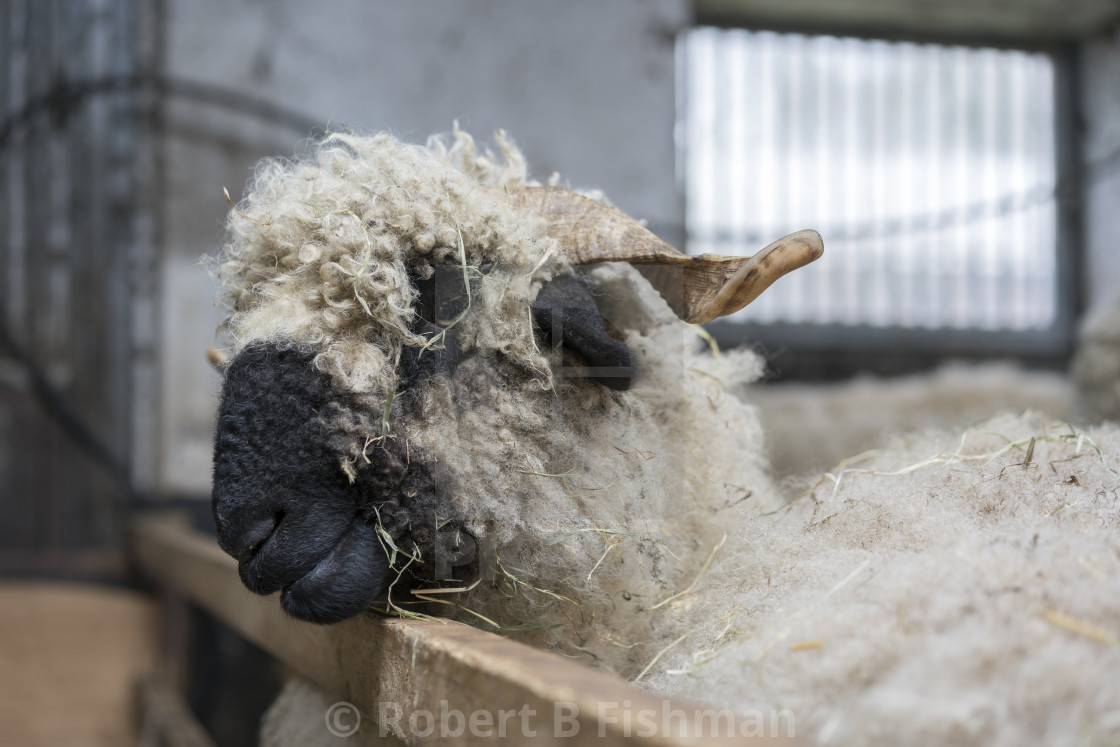 "Wallis Black Nose sheep" stock image