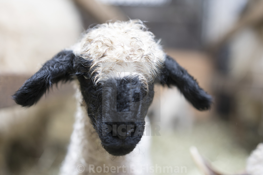 "Wallis Black Nose sheep" stock image