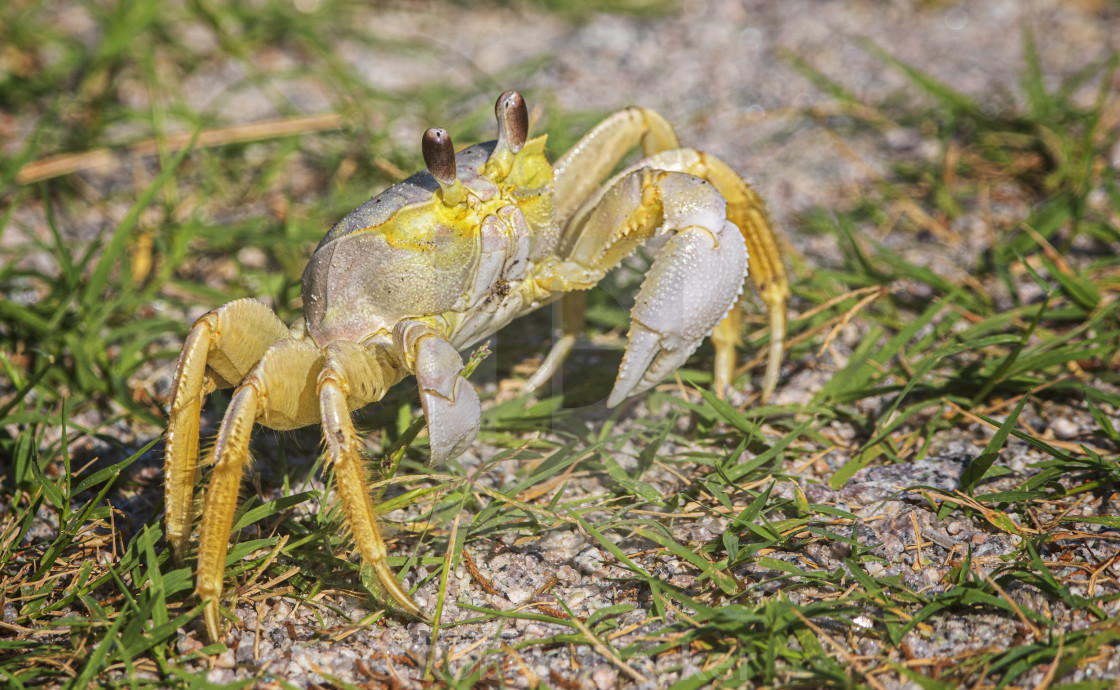 "Fiddler Crab at Fort Macon State Park" stock image