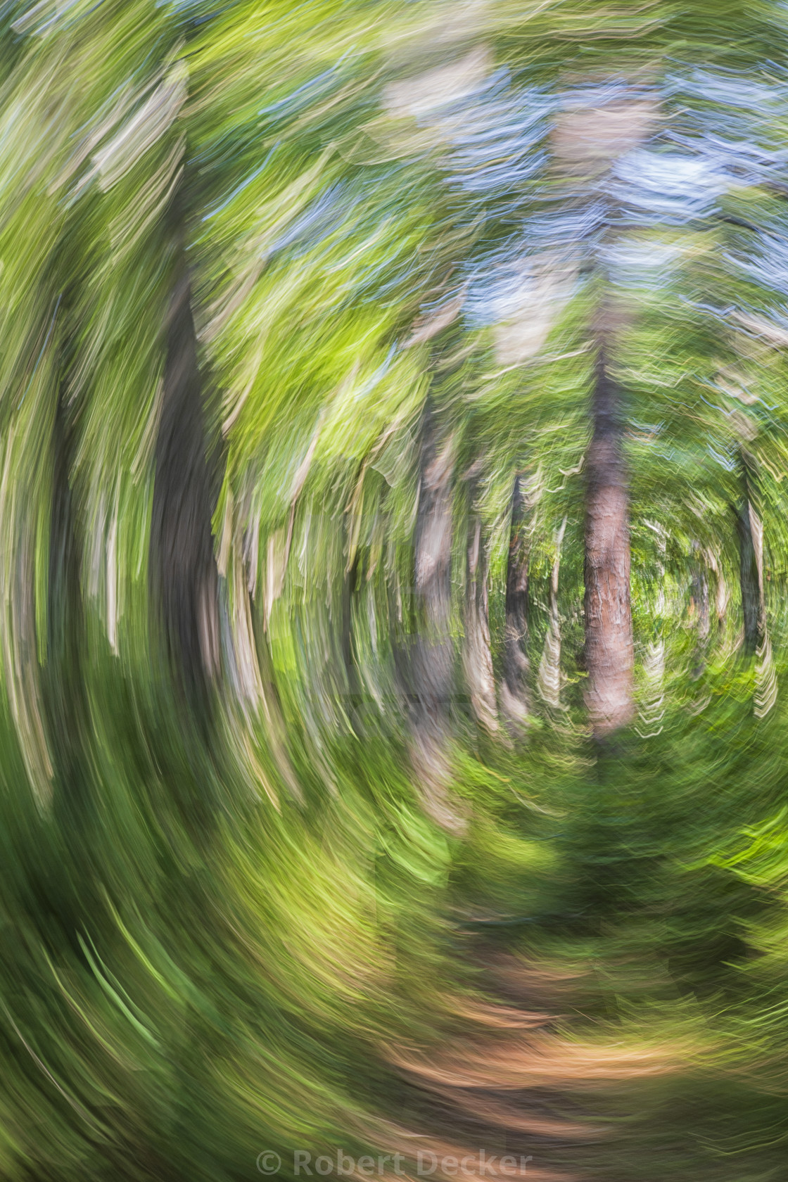 "Forest Portal - Intentional Camera Movement" stock image