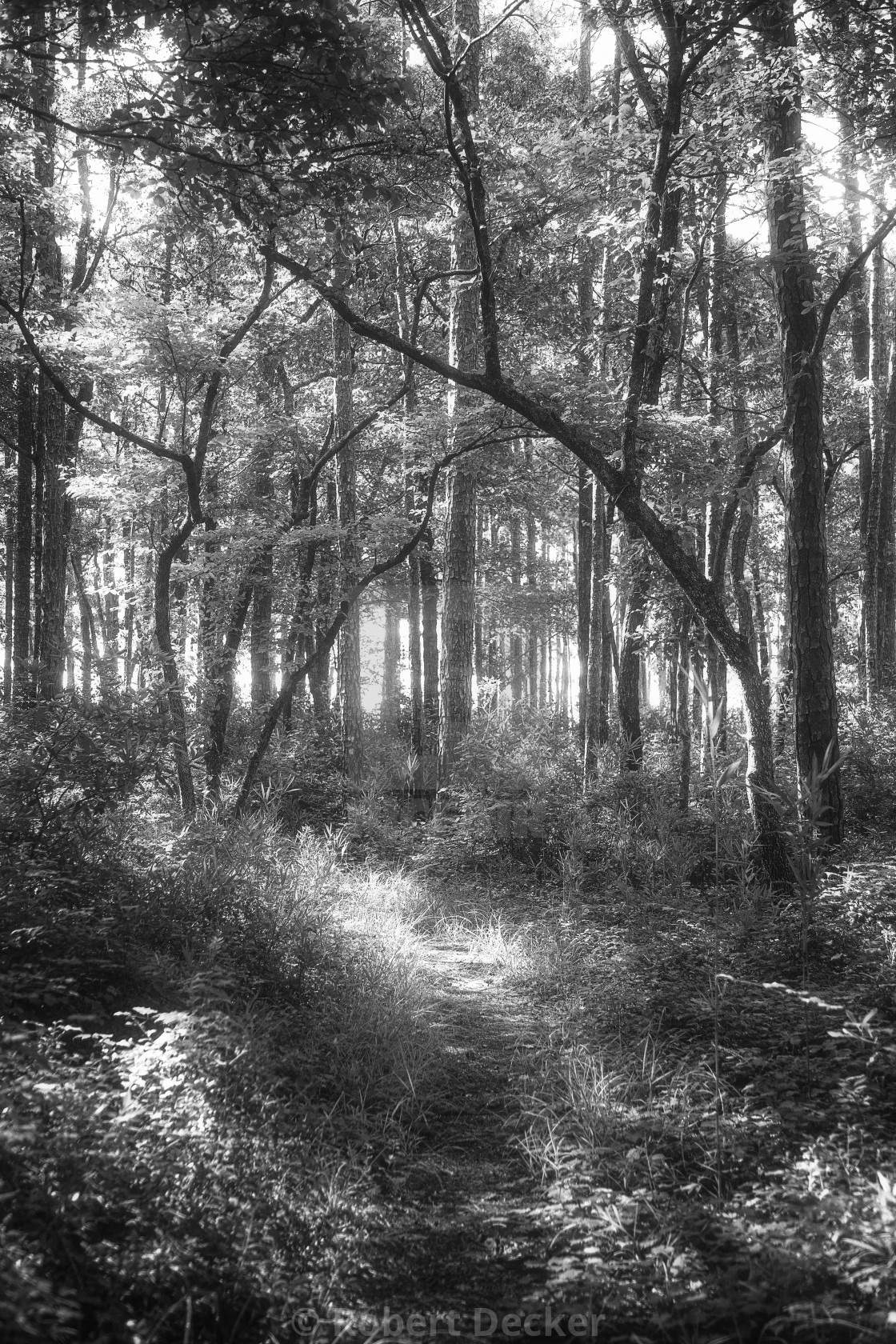 "A Mystic Forest Scene - Croatan National Forest" stock image