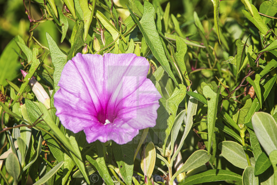 "Morning Glory at Fort Macon State Park" stock image