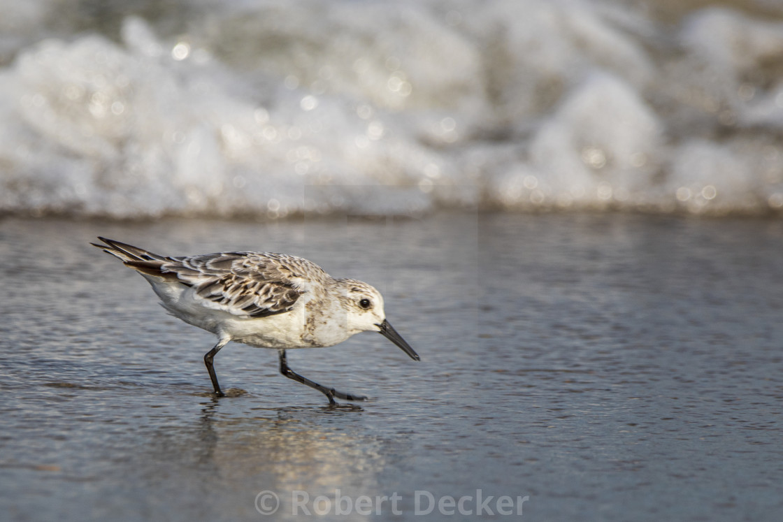 "Sanderllig On a Crystal Coast Beach" stock image