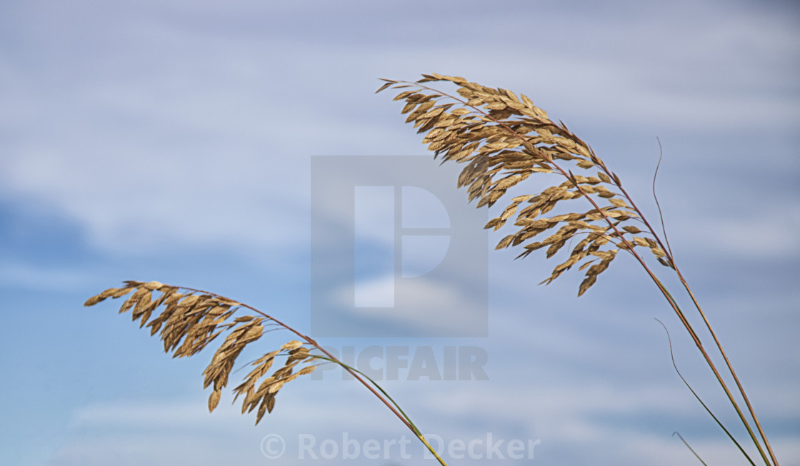 "Sea Oats Against a Blue Sky" stock image