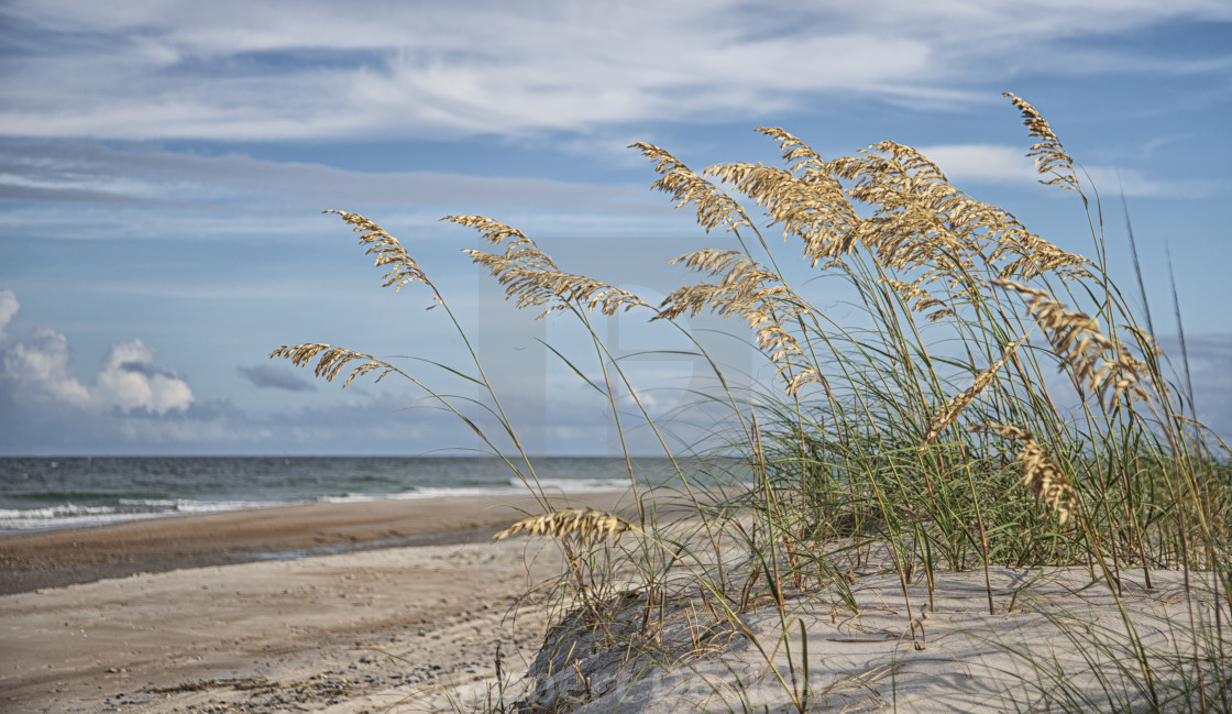 "Sea Oats at Atlantic Beach - Coastal Carolina" stock image