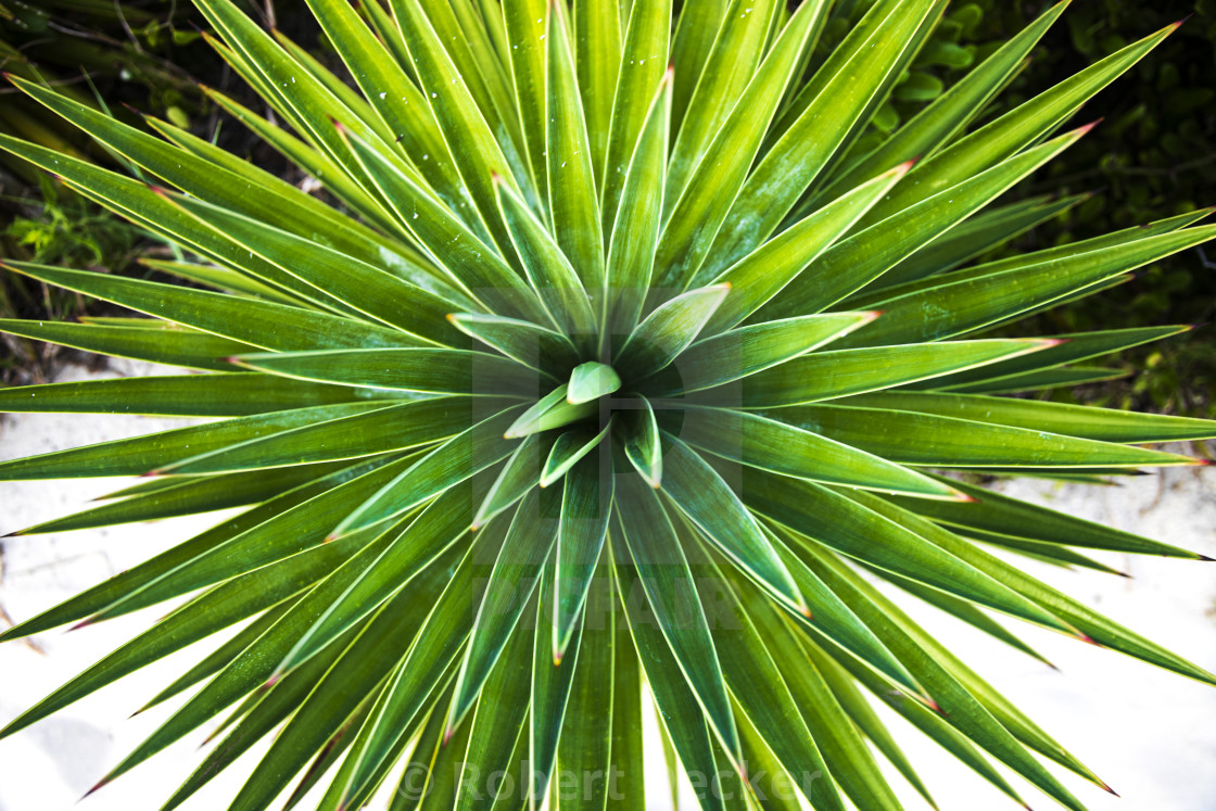 "Adam's Needle Yucca - Atlantic Beach North Carolina" stock image