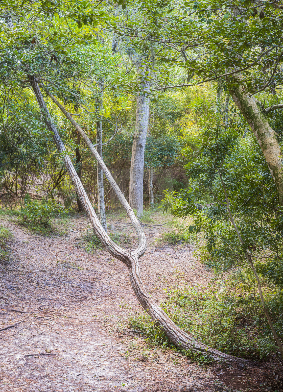 "Nature's Tuning Fork at Emerald Ilse Woods" stock image