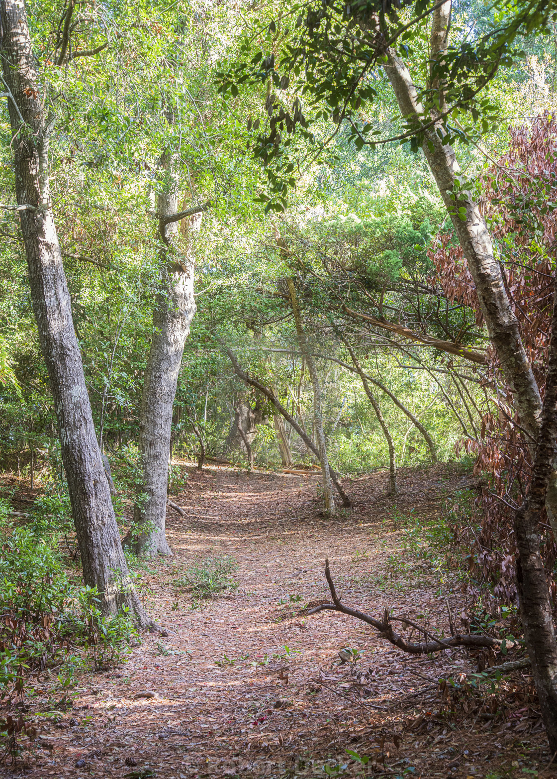 "Emerald Isle Woods Trail - Early October" stock image