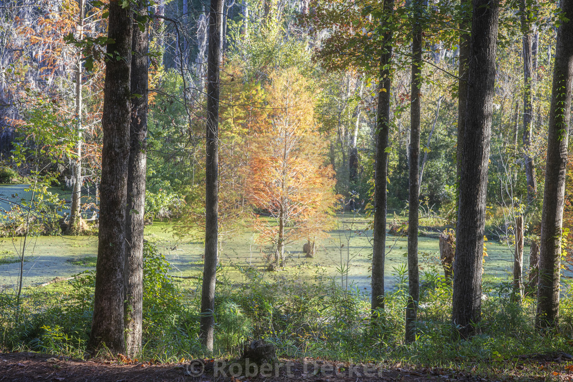 "A Splash of Color in the Swamp" stock image