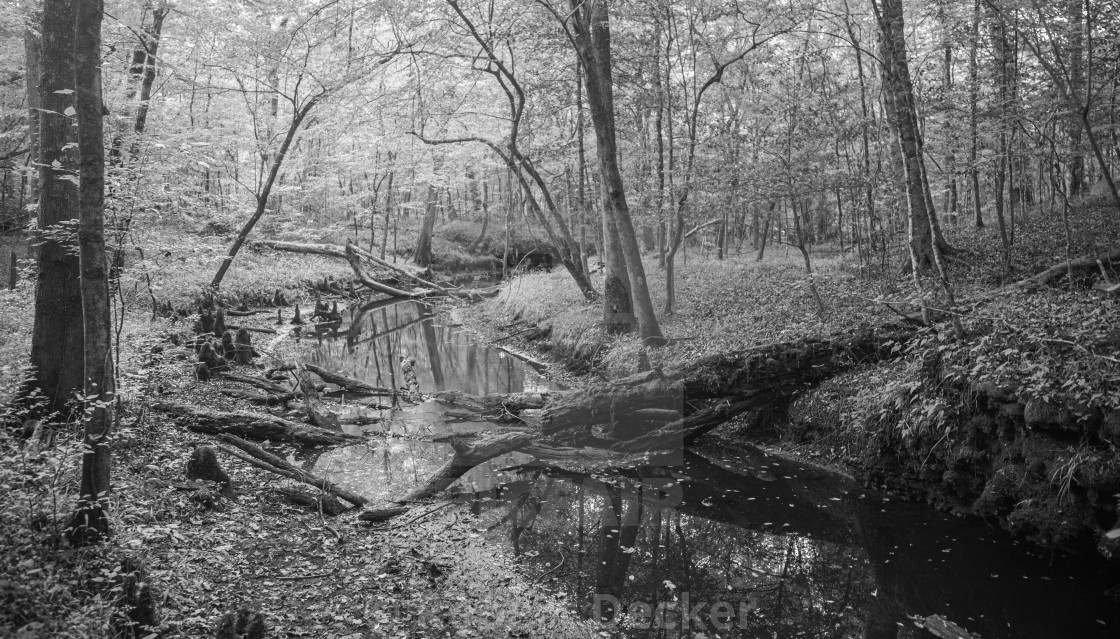 "Island Creek in the Woodlands of Eastern NC" stock image