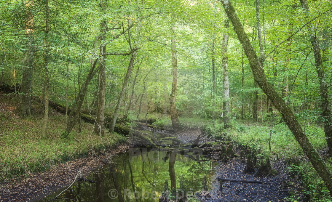 "Late Summer in the Forest" stock image