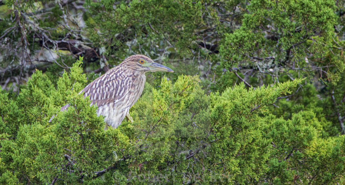 "Young Black-Crowned Night Heron on the Marsh Pond" stock image