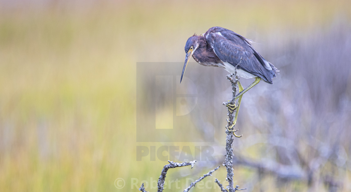 "Tricolored Heron in the Salt Marsh - Atlantic Beach North Caroli" stock image