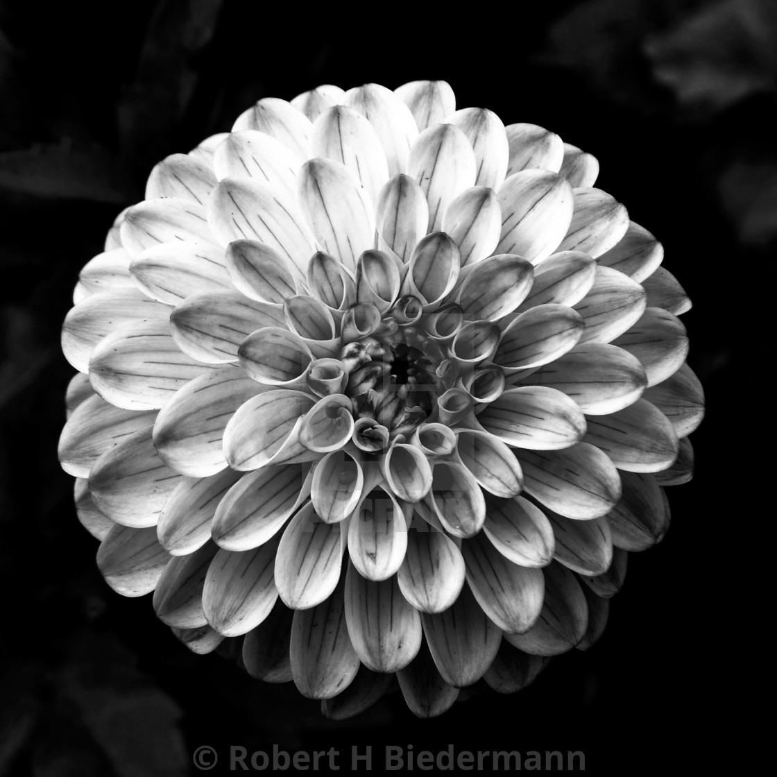 "Dahlia flower head in Black and White" by Robert H. Biedermann - £18.00 "Dahlia flower head in Black and White" stock image