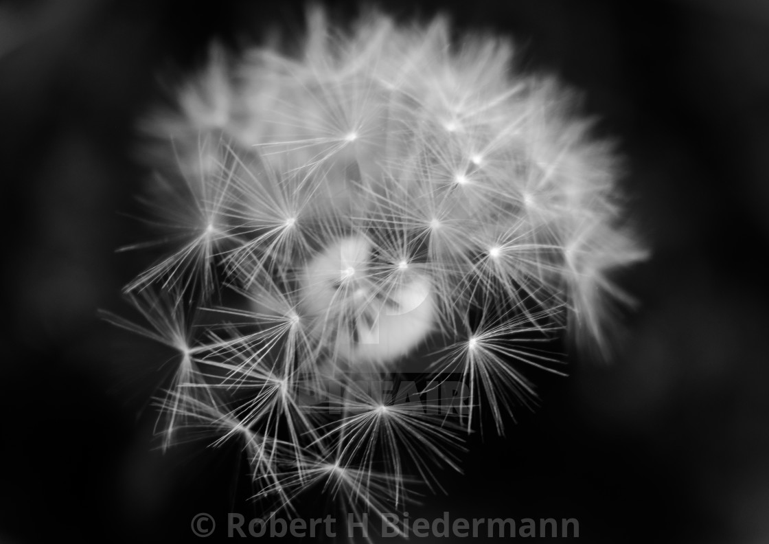 "Flower Dandelion Black and White Poster" by Robert H. Biedermann - £45.00 "Flower Dandelion Black and White Poster" stock image