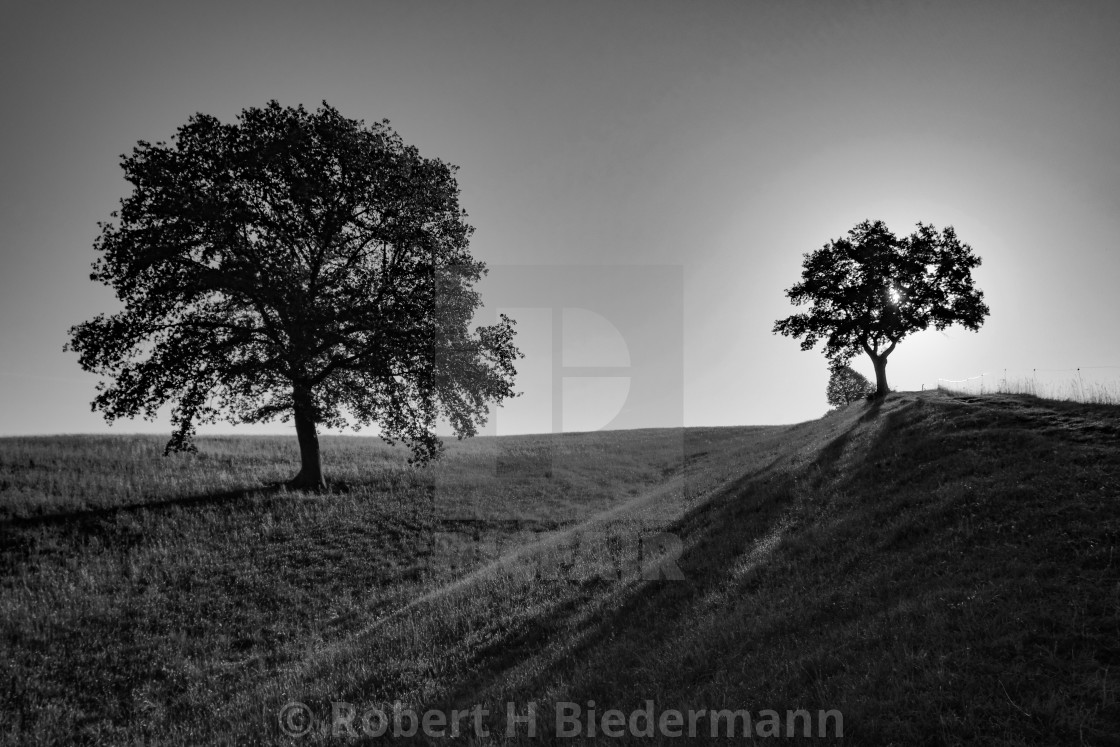 "Landscape photo with two trees backlit in the morning sun" by Robert H. Biedermann - £45.00 "Landscape photo with two trees backlit in the morning sun" stock image