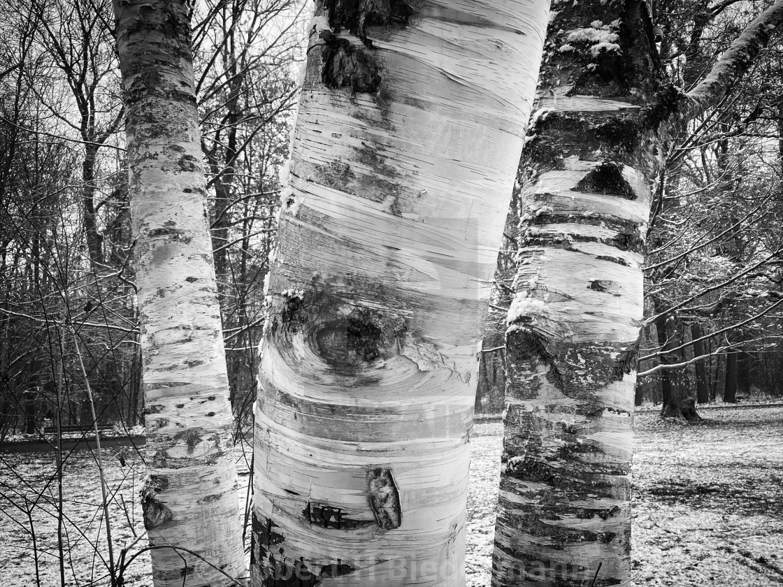 "Birch in winter with snow" by Robert H. Biedermann - £27.00 "Birch in winter with snow" stock image