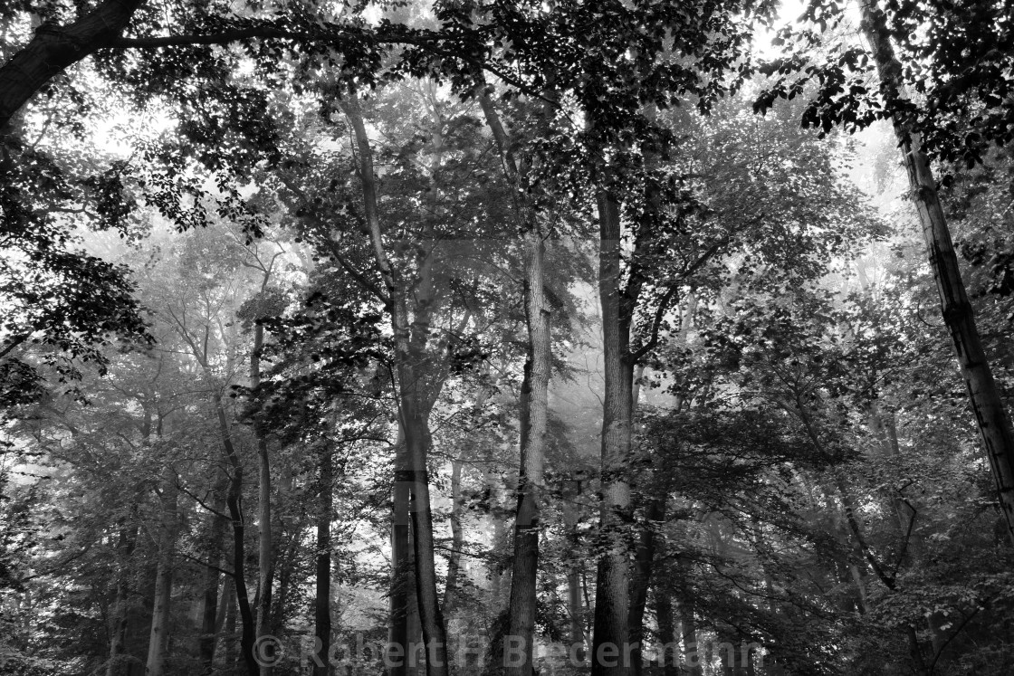 "Fog in the Hardwood forest in Black and White" by Robert H. Biedermann - £27.00 "Fog in the Hardwood forest in Black and White" stock image
