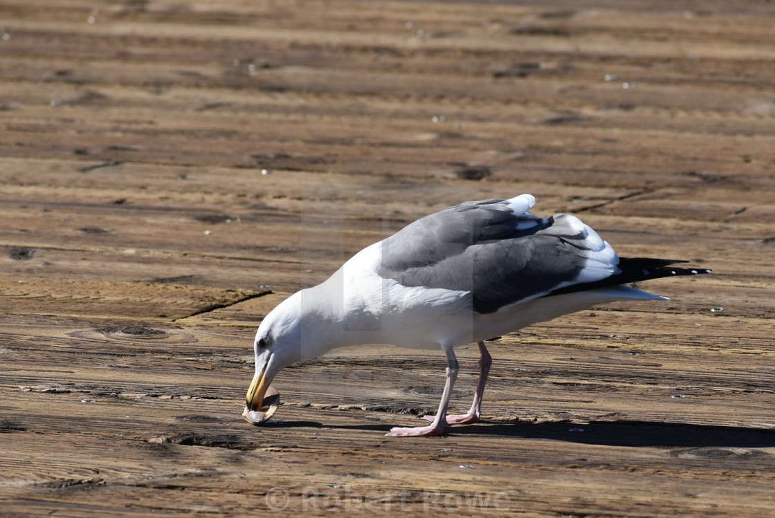 "Seagull Pismo Pier" stock image