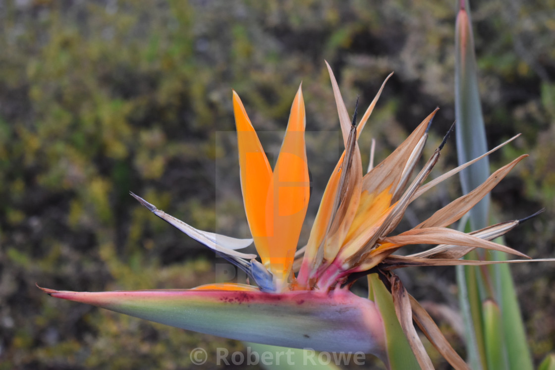 "Bird of paradise" stock image