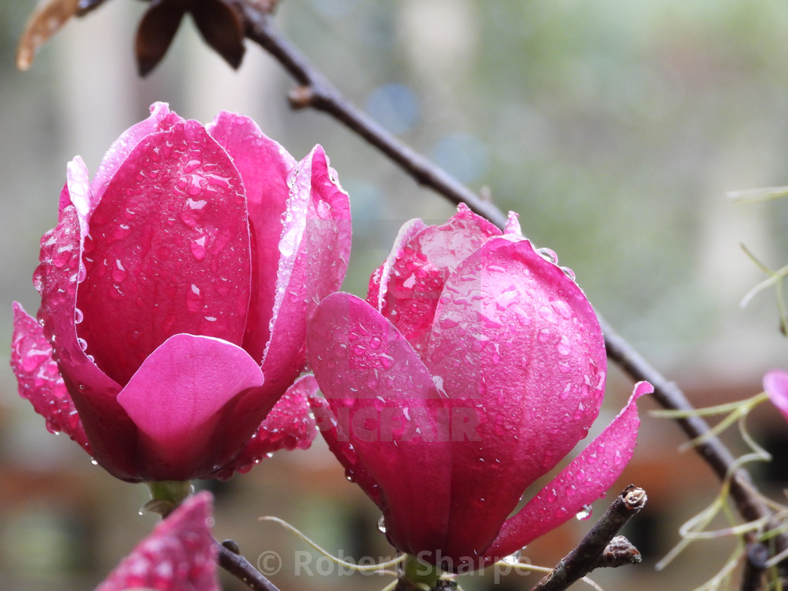 "Rain-Kissed Tulip Tree" by Robert Sharpe - $12.42 "Rain-Kissed Tulip Tree" stock image