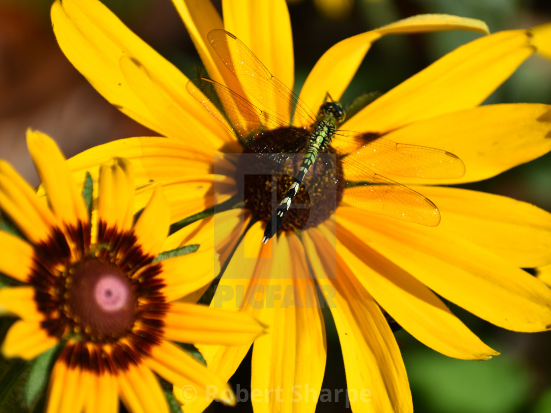 "Dragonfly and Black-eyed Susan" by Robert Sharpe - $12.42 "Dragonfly and Black-eyed Susan" stock image