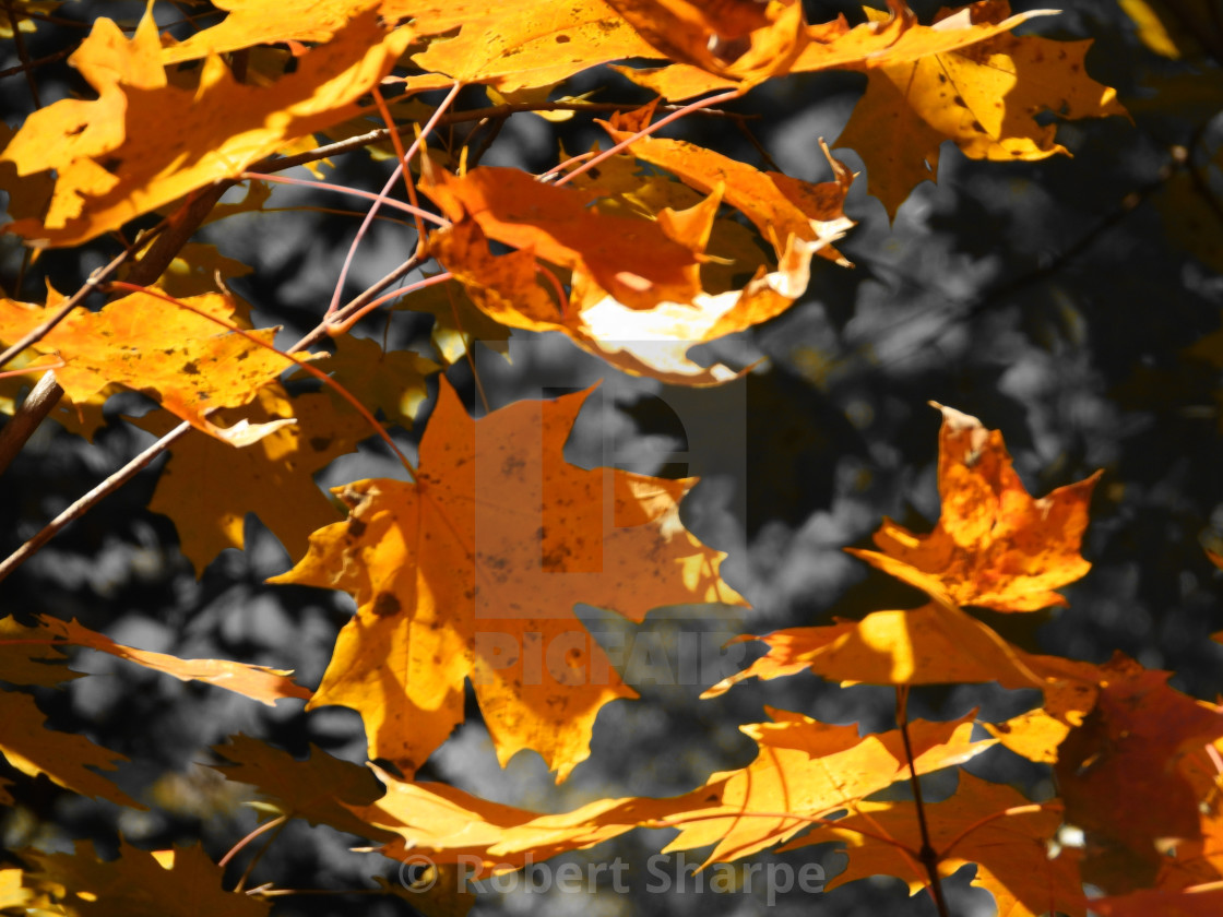 "Autumn Leaves Color Splash" by Robert Sharpe - $12.44 "Autumn Leaves Color Splash" stock image
