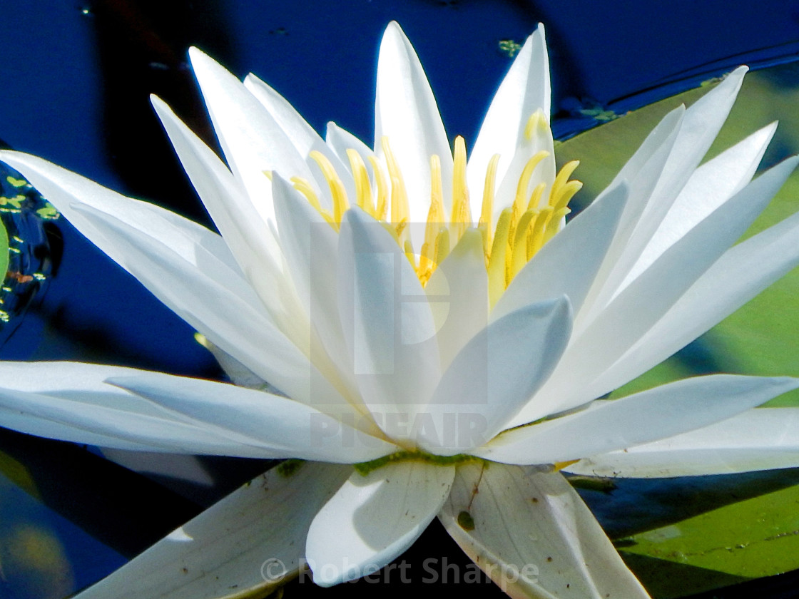 "White Waterlilies - Image 11" by Robert Sharpe - $12.43 "White Waterlilies - Image 11" stock image