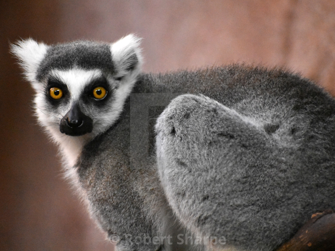 "Wide-Eyed Lemur" stock image