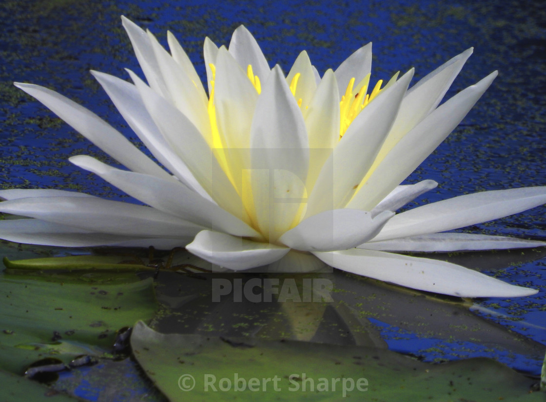 "White Waterlilies - Image 9" by Robert Sharpe - $12.43 "White Waterlilies - Image 9" stock image