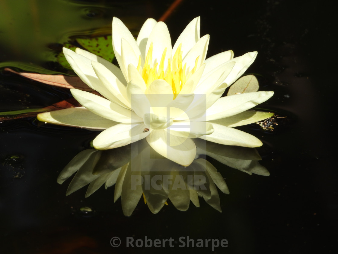 "White Waterlilies - Image 6" by Robert Sharpe - $12.43 "White Waterlilies - Image 6" stock image
