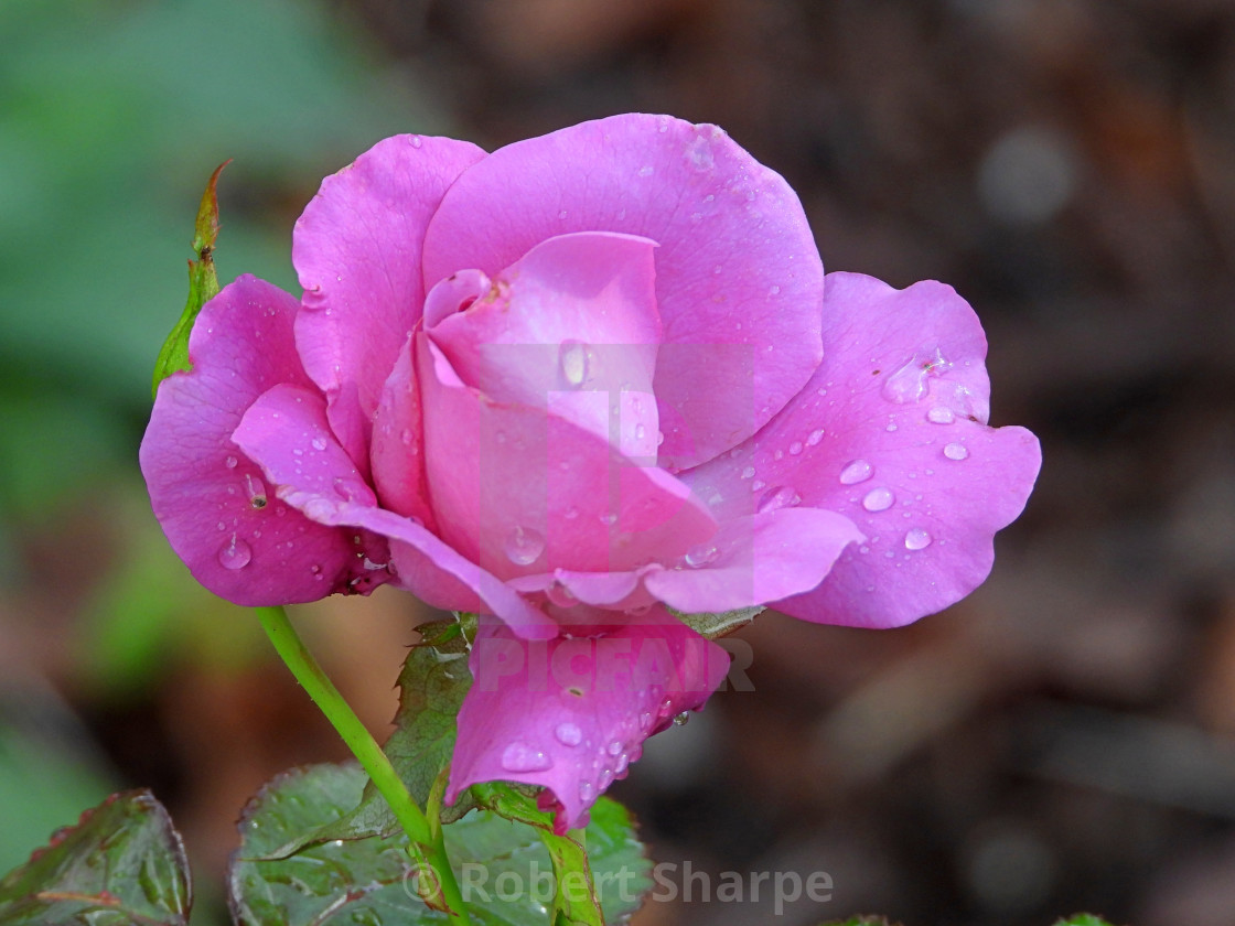 "Lavender Rain-Kissed Rose" by Robert Sharpe - $12.26 "Lavender Rain-Kissed Rose" stock image