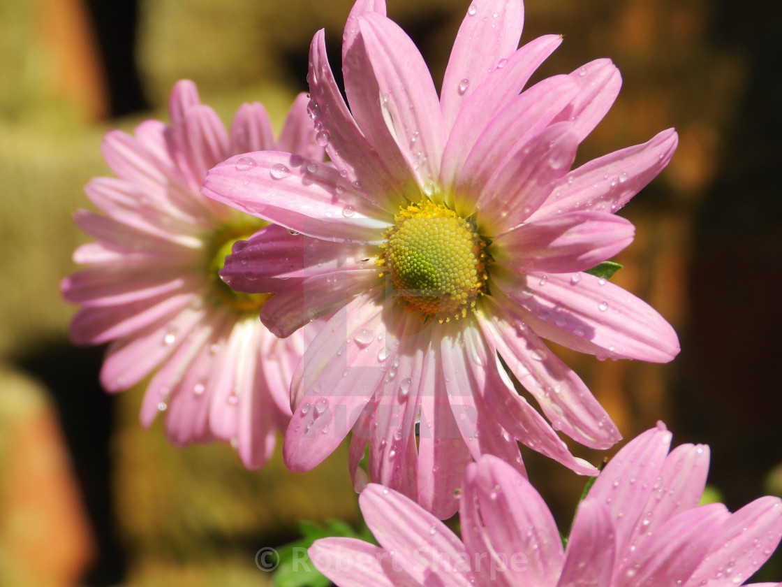 "Rain-kissed Pink Daisies" stock image
