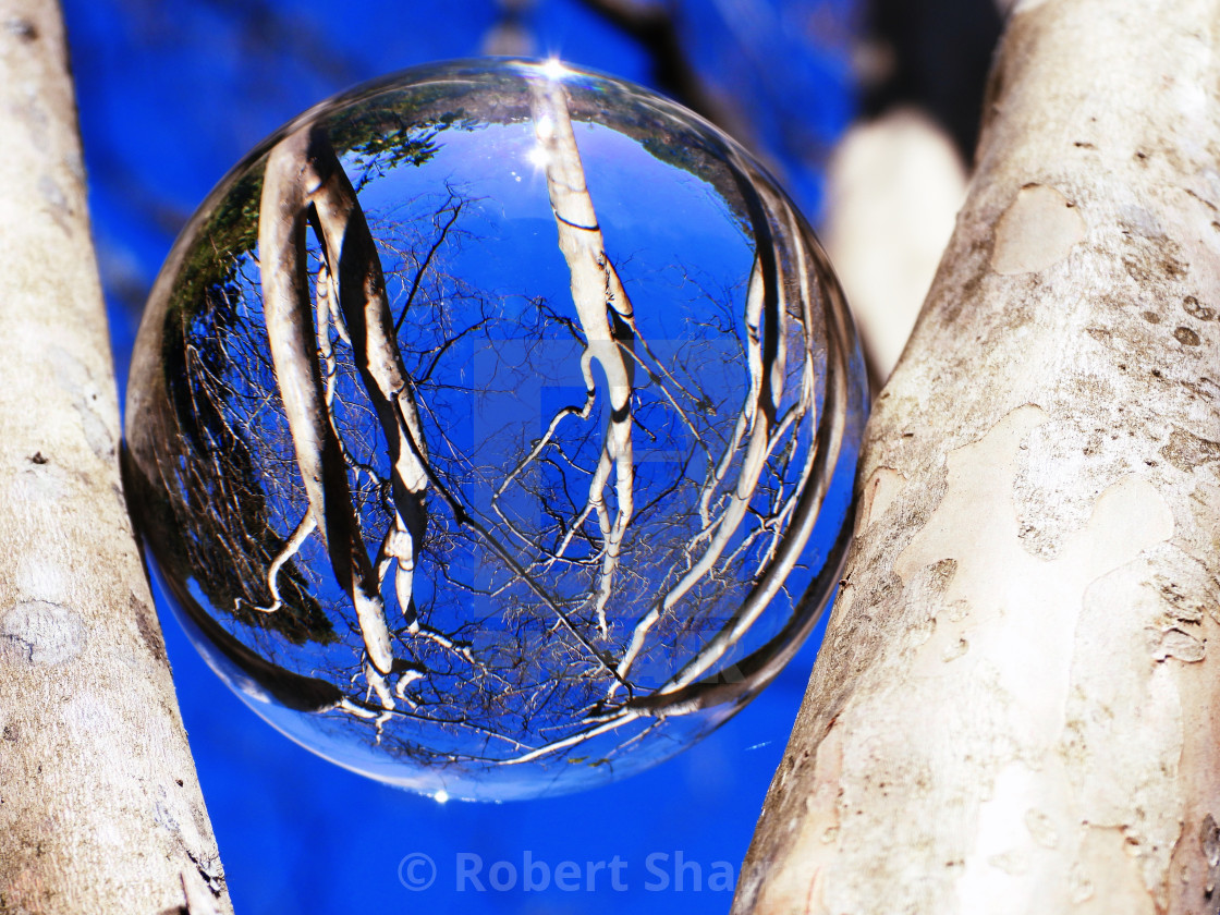 "Crystal Ball on Barkless Tree" by Robert Sharpe - $12.44 "Crystal Ball on Barkless Tree" stock image