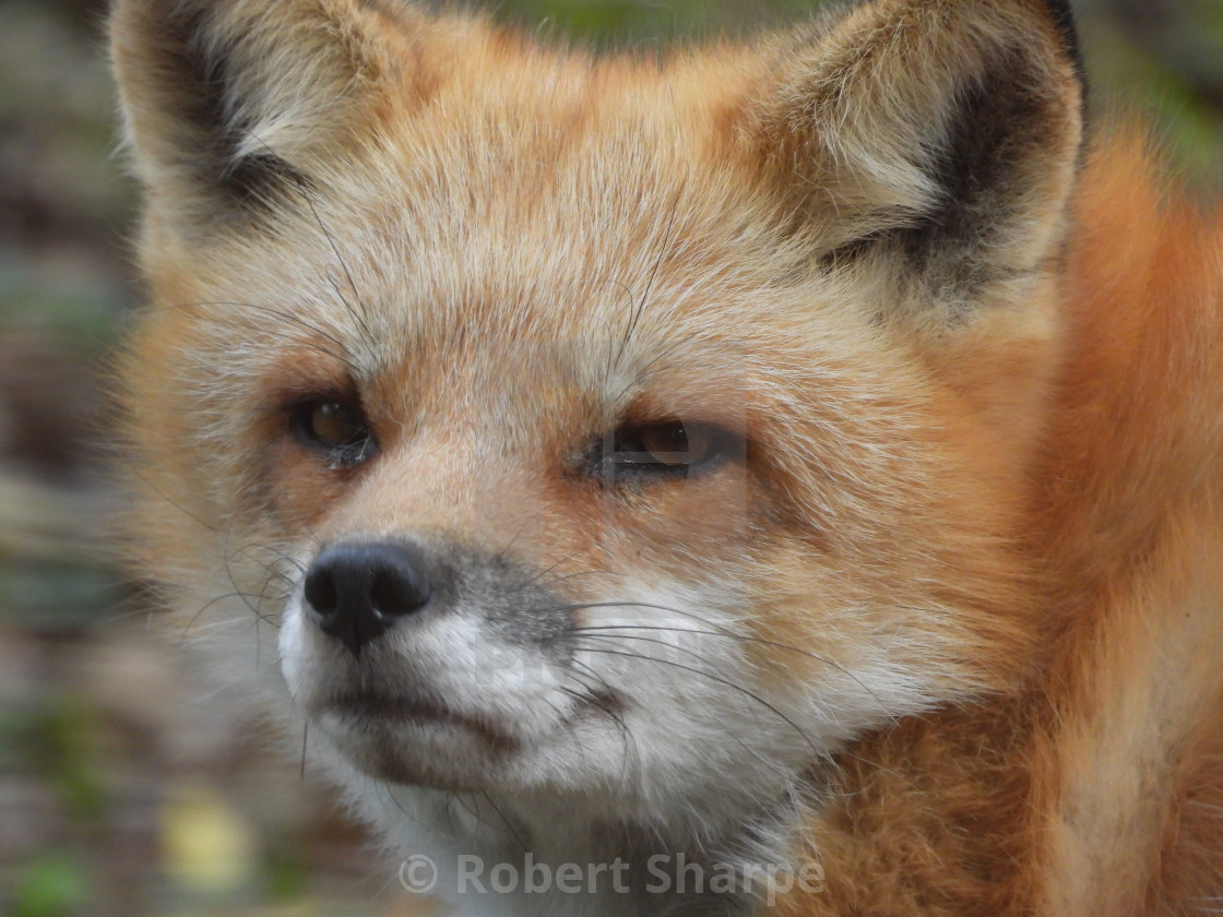 "Red Fox Closeup" by Robert Sharpe - $12.42 "Red Fox Closeup" stock image