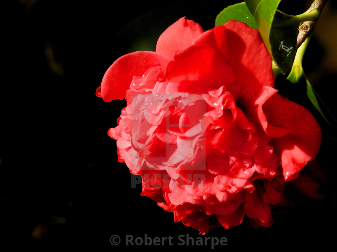 "Winter Red Camellia" by Robert Sharpe - $12.44 "Winter Red Camellia" stock image