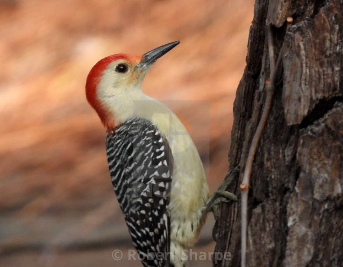 "Winter Red-Bellied Woodpecker" by Robert Sharpe - $12.44 "Winter Red-Bellied Woodpecker" stock image