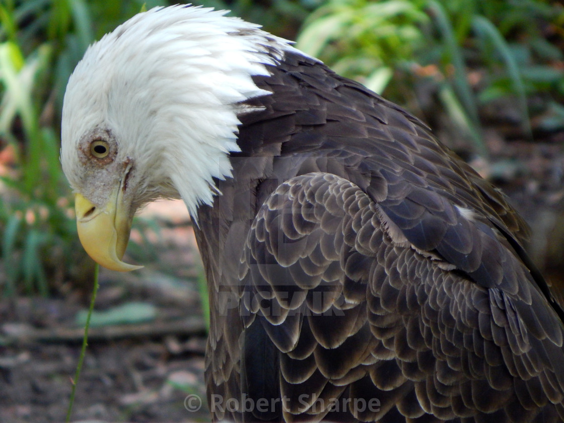 "Bald Eagle with Bowed Head" by Robert Sharpe - $12.43 "Bald Eagle with Bowed Head" stock image