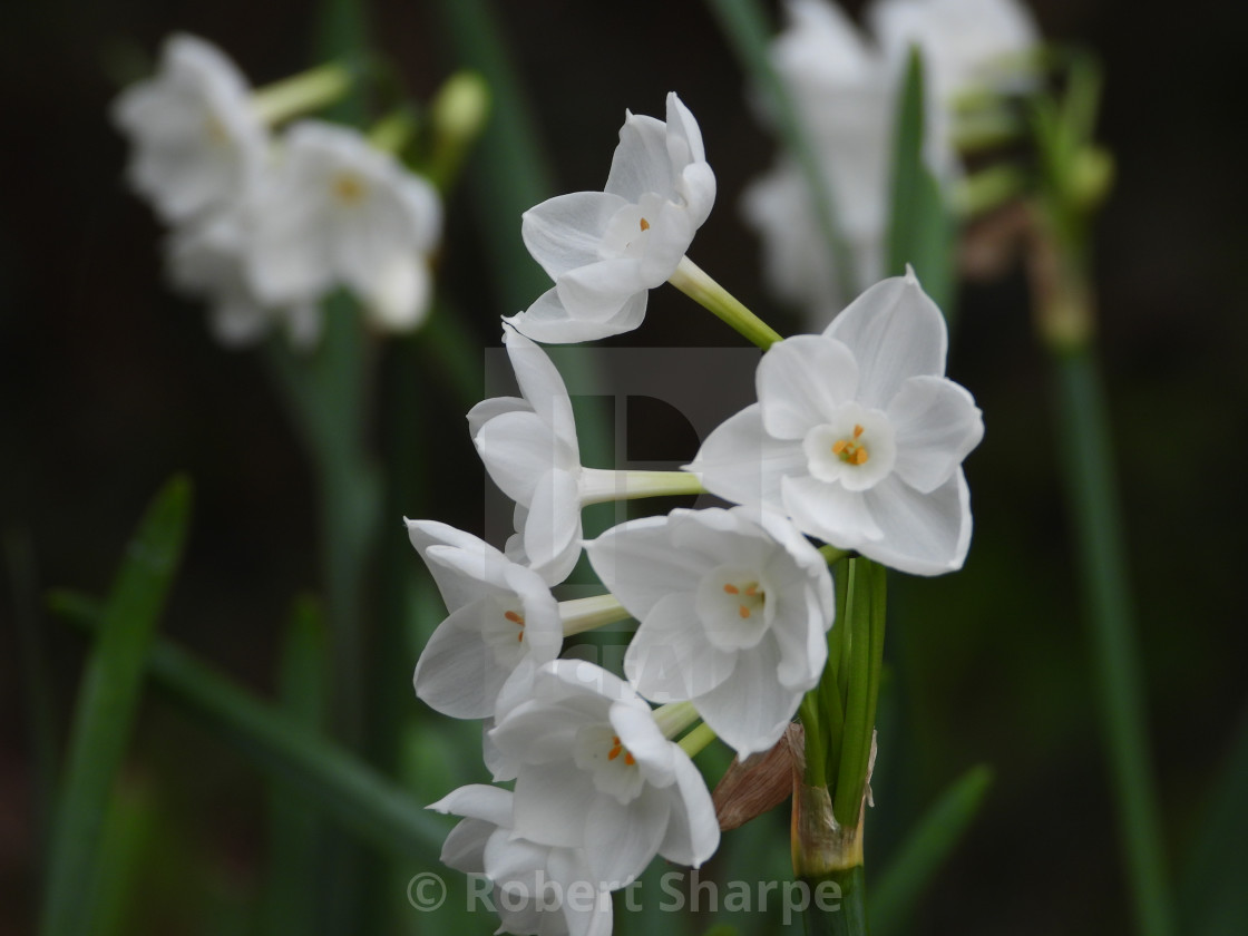 "Winter Narcissus" stock image