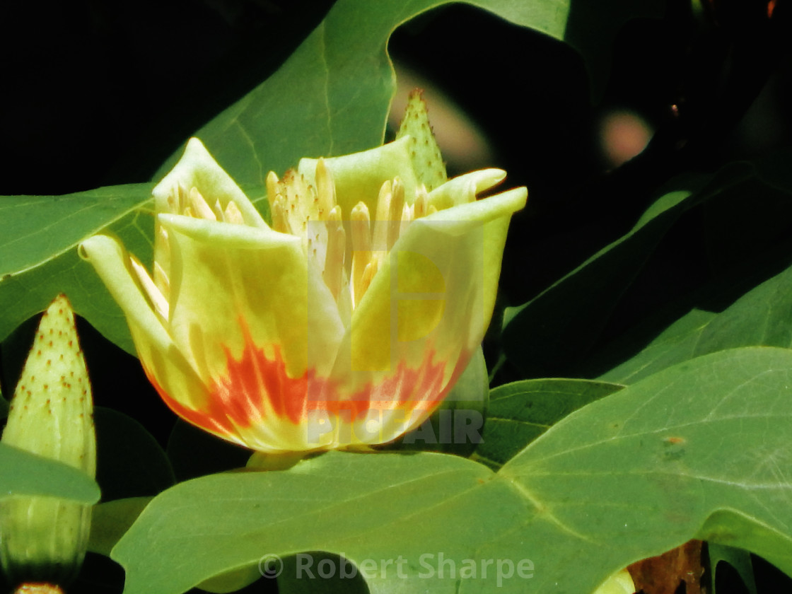 "Tulipfera Flower" by Robert Sharpe - $12.43 "Tulipfera Flower" stock image