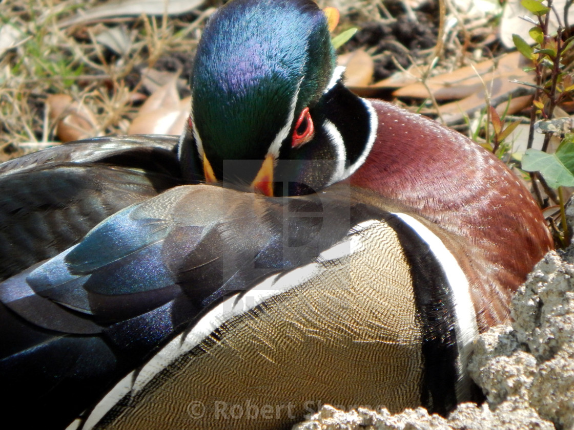 "Mallard with Hidden Beak" by Robert Sharpe - $12.44 "Mallard with Hidden Beak" stock image