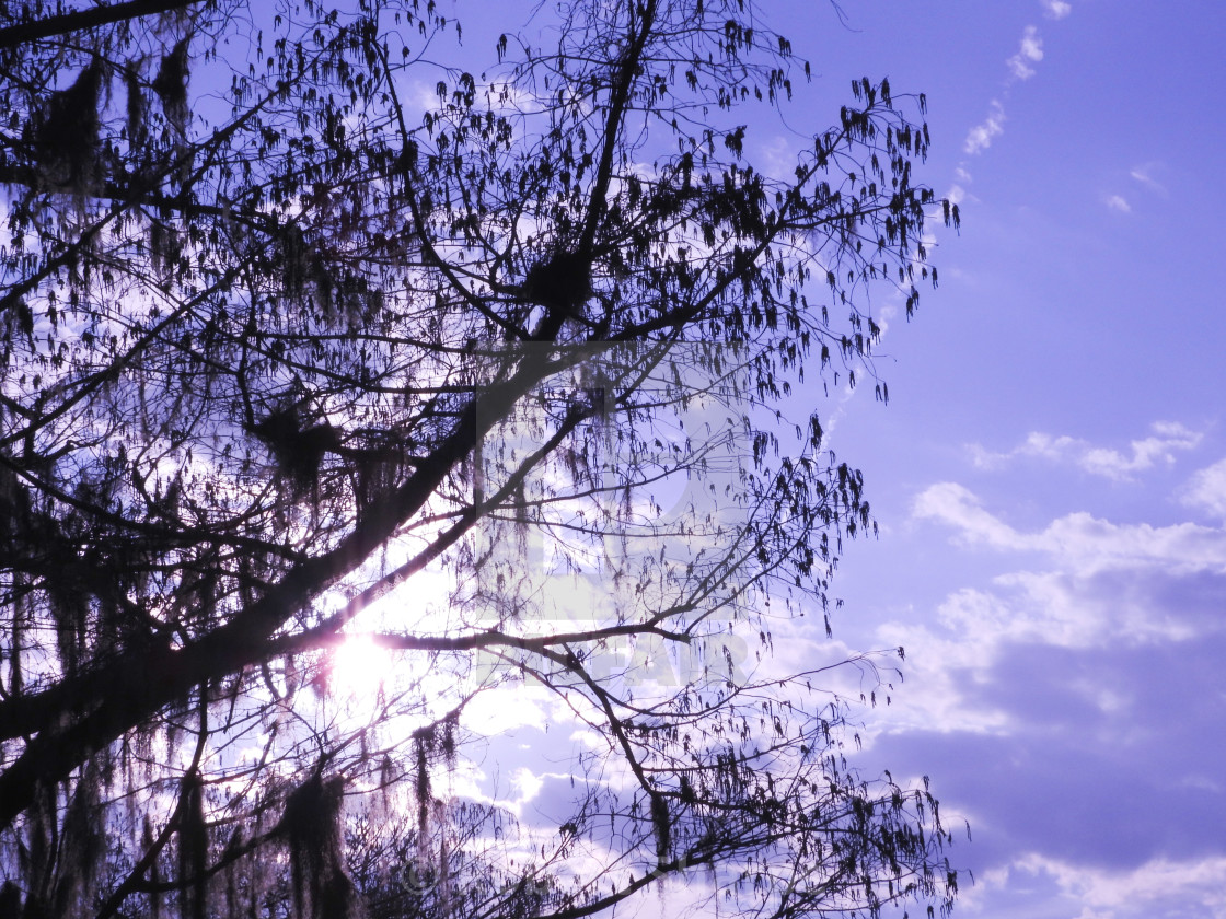 "Silhouette at dusk." by Robert Sharpe - $12.26 "Silhouette at dusk." stock image