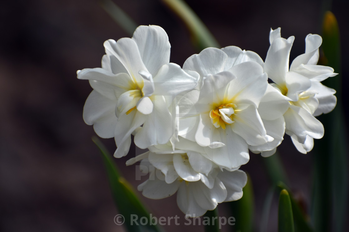 "Narcissus 'Cheerfulness' Flower" by Robert Sharpe - $12.44 "Narcissus 'Cheerfulness' Flower" stock image