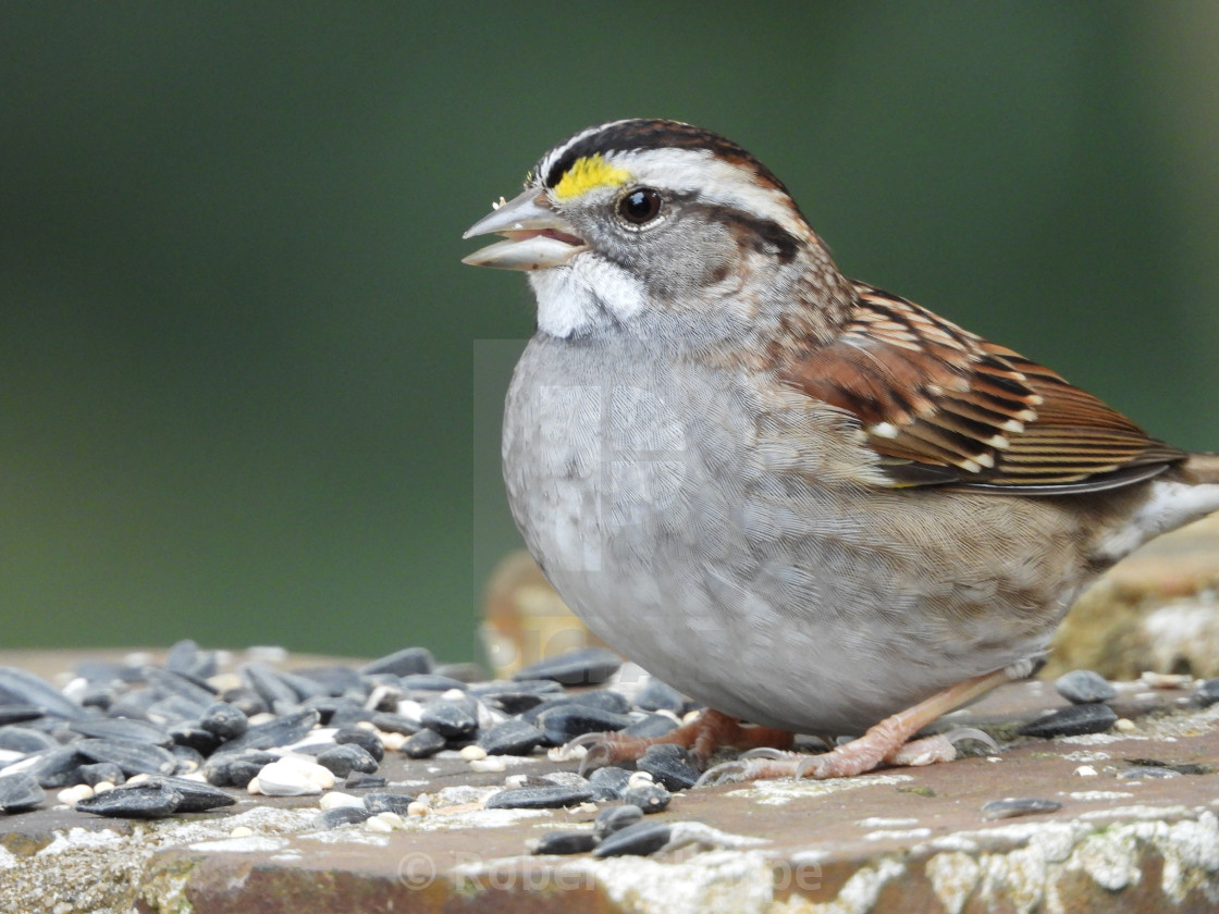 "White-Throated Sparrow" by Robert Sharpe - $12.34 "White-Throated Sparrow" stock image