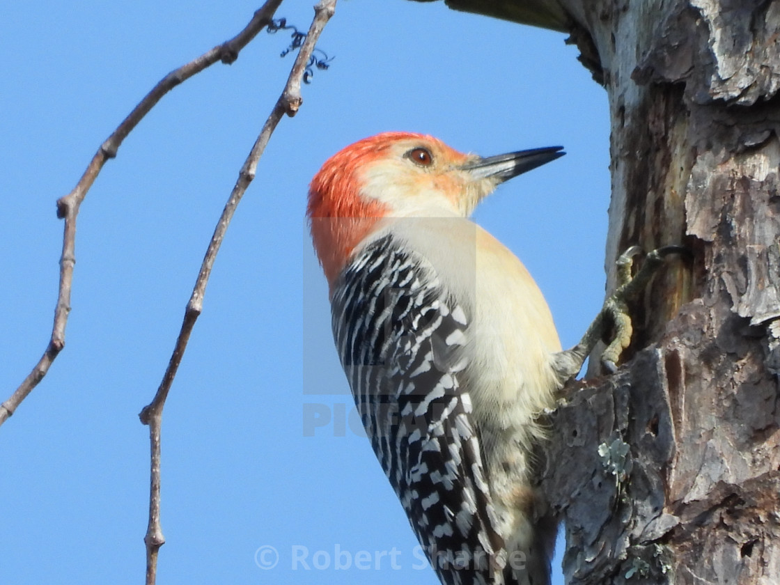 "Red-Bellied Woodpecker against Blue Sky" by Robert Sharpe - $12.43 "Red-Bellied Woodpecker against Blue Sky" stock image