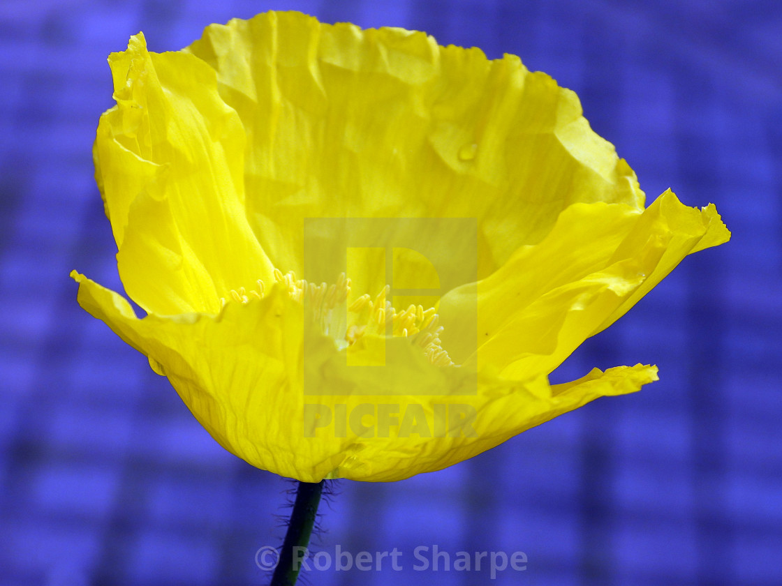 "Yellow Icelandic Poppy with Vibrant Blue" by Robert Sharpe - $12.34 "Yellow Icelandic Poppy with Vibrant Blue" stock image